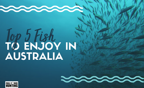 Top 5 Fish to Enjoy in Australia